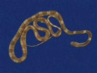 藏品(白梅花蛇)的圖片